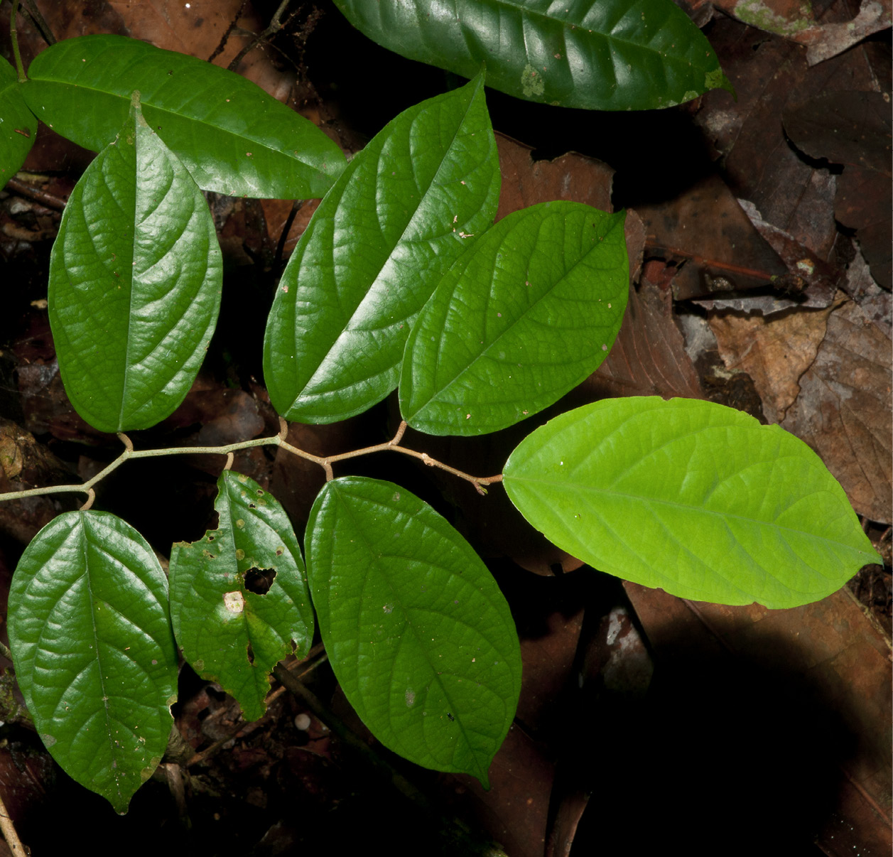 Afrostyrax lepidophyllus Leafy branch with new leaf, upper surface.