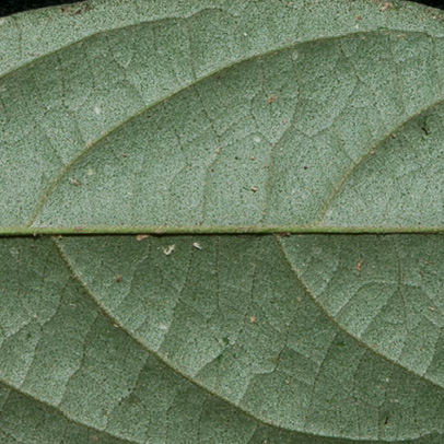 Afrostyrax lepidophyllus Midrib and venation, lower surface. Afrostyrax lepidophyllus Midrib and venation, lower surface.