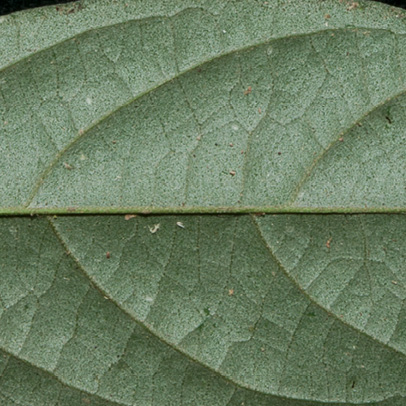 Afrostyrax lepidophyllus Midrib and venation, lower surface.