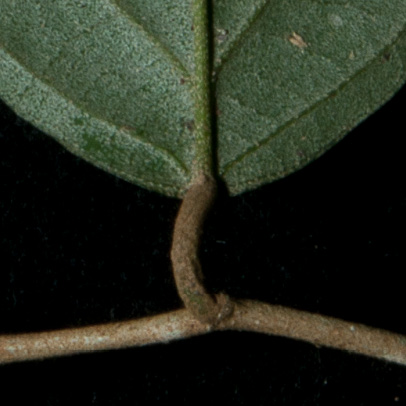 Afrostyrax lepidophyllus Leaf base, lower surface. Afrostyrax lepidophyllus Leaf base, lower surface.