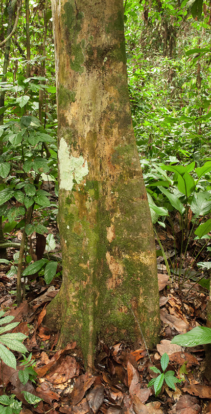 Pterocarpus soyauxii Base of immature tree.