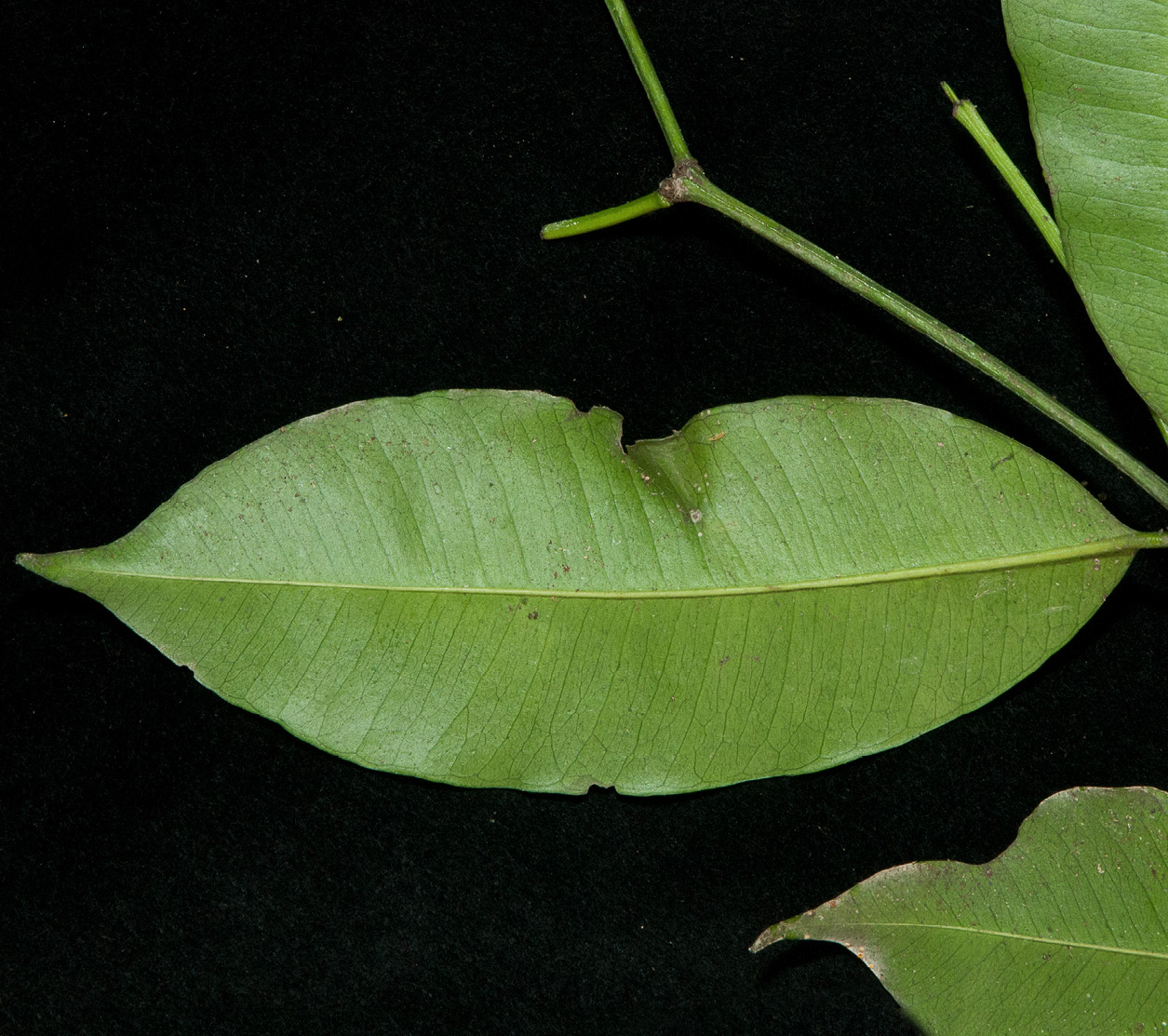 Hunteria ballayi Leaf, lower surface.