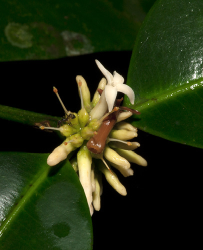 Hunteria ballayi Inflorescence.