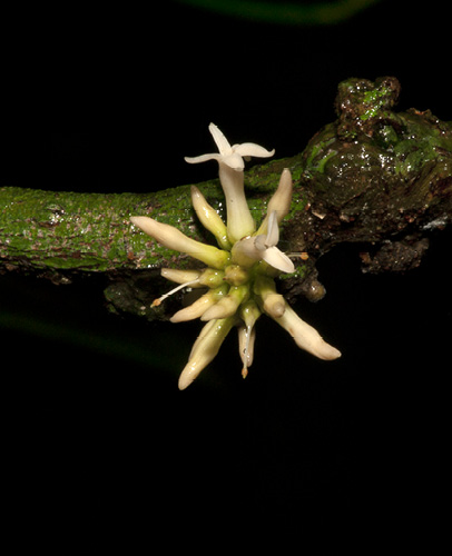 Hunteria ballayi Inflorescence.