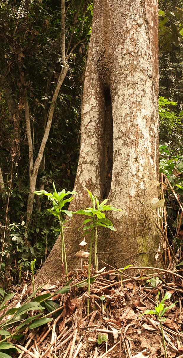 Pterygota bequaertii Tree base.