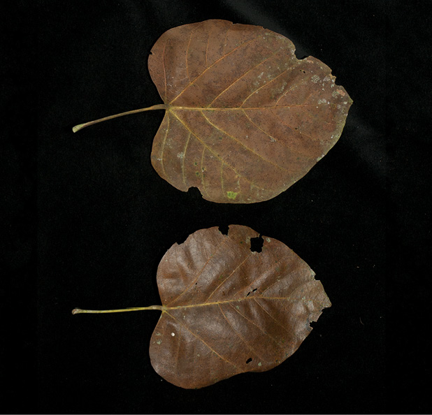 Pterygota bequaertii Fallen leaves, upper and lower surface.