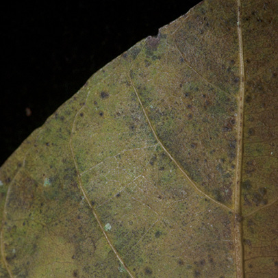 Pterygota bequaertii Midrib and venation, leaf lower surface.