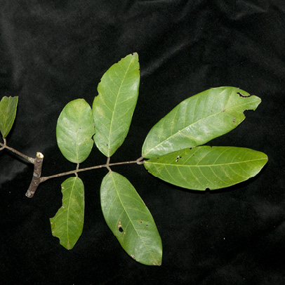 Berlinia bruneelii Mature leaf.