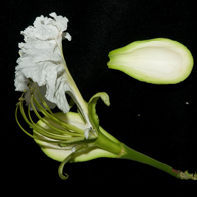 Berlinia bruneelii Flower with one bracteole cut off with interior view of that bracteole.