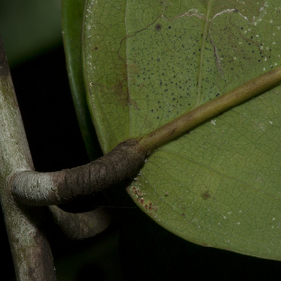 Berlinia bruneelii Leaflet base, lower surface.