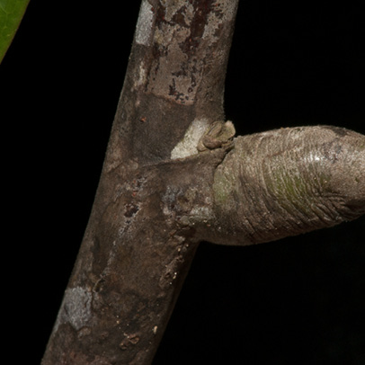 Berlinia bruneelii Petiole base and stipular scar.