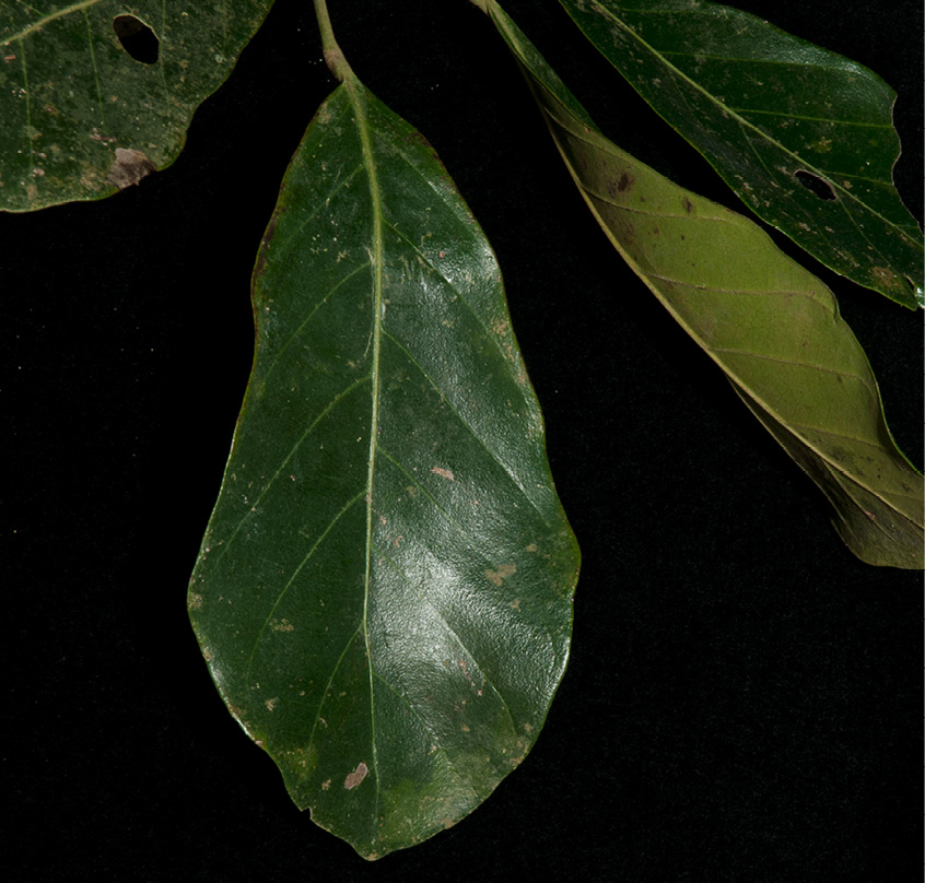 Uapaca guineensis Leafy branch with young fruit.