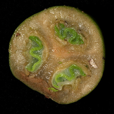 Uapaca guineensis Immature fruit cut in transverse section.