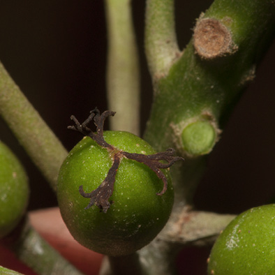 Uapaca guineensis Immature fruit with persistent stigmata.