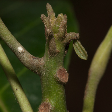 Uapaca guineensis Petiole bases and terminal shoot.