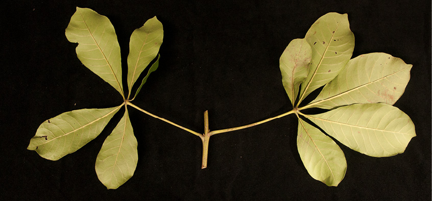 Vitex doniana Two leaves, lower surface.