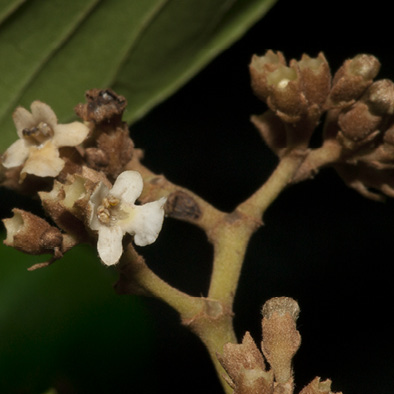 Vitex doniana Flowers.