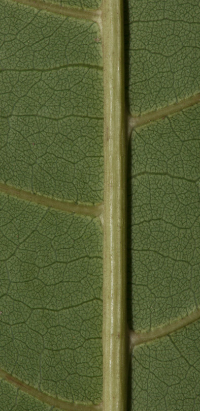 Vitex doniana Midrib and venation, leaf lower surface.