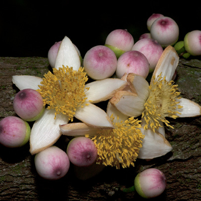 Brazzeia congoensis Flower and flower buds.