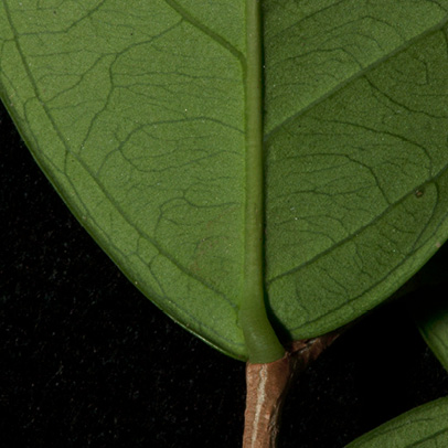 Brazzeia congoensis Leaf base, lower surface.