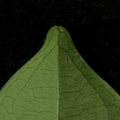 Brazzeia congoensis Leaf tip, lower surface.