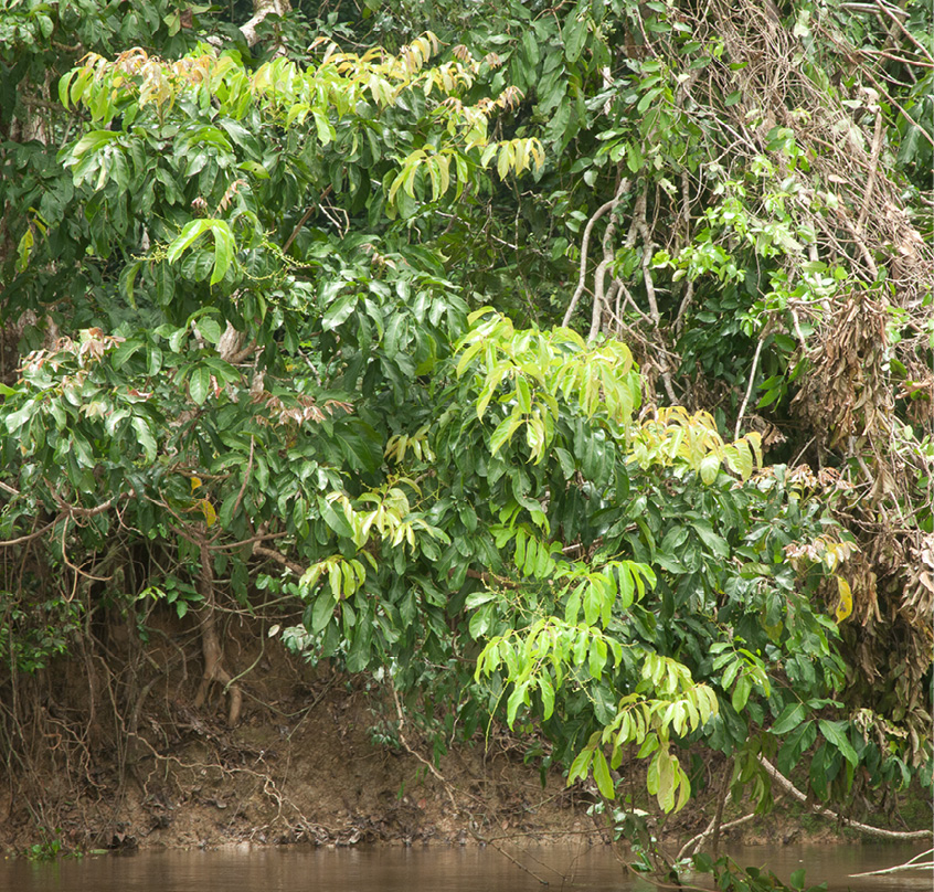 Pseudospondias microcarpa Habit.