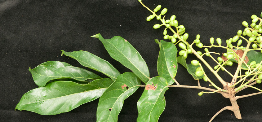 Pseudospondias microcarpa Leaf and young fruit.