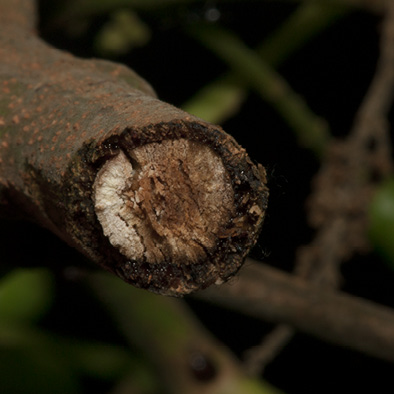 Pseudospondias microcarpa Cut twig.