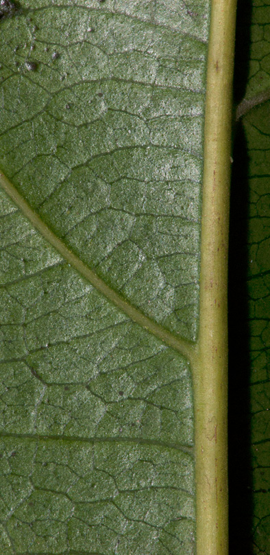 Pseudospondias microcarpa Midrib and venation, leaf lower surface.