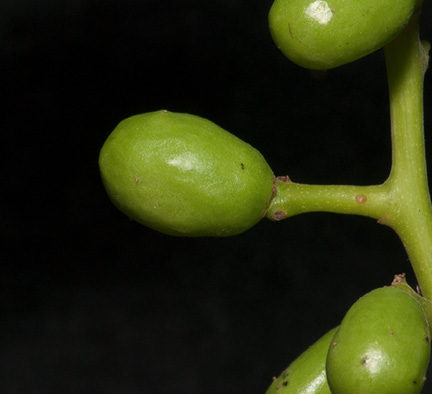 Pseudospondias microcarpa Immature fruit.