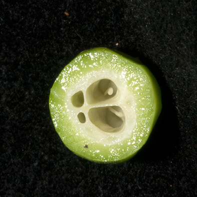 Pseudospondias microcarpa Immature fruit cut transversely.