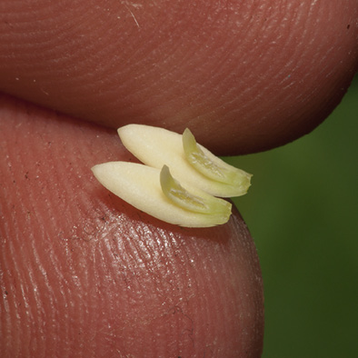 Strombosiopsis tetrandra Petals with stamens attached to inner surface.