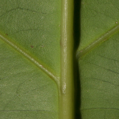 Strombosiopsis tetrandra Midrib and venation, leaf lower surface. Strombosiopsis tetrandra Midrib and venation, leaf lower surface.