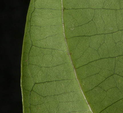Strombosiopsis tetrandra Leaf margin and venation, lower surface. Strombosiopsis tetrandra Leaf margin and venation, lower surface.