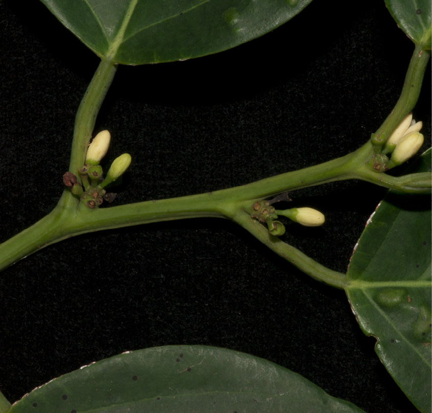 Strombosiopsis tetrandra Leafy branch with inflorescences.