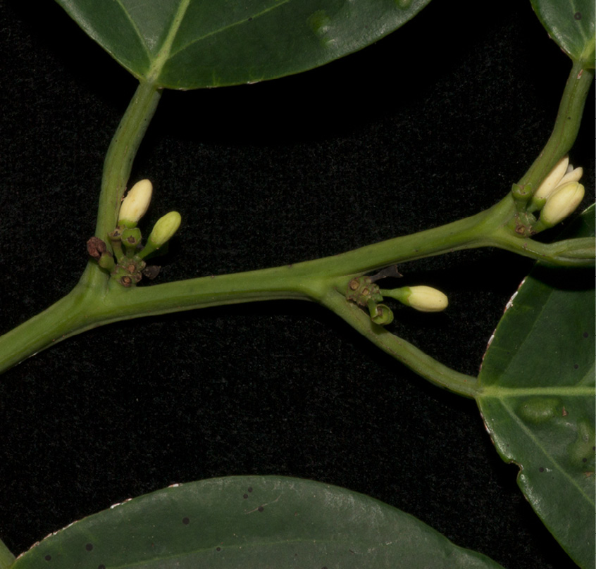 Strombosiopsis tetrandra Leafy branch with inflorescences. Strombosiopsis tetrandra Leafy branch with inflorescences.
