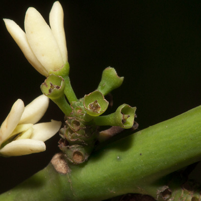 Strombosiopsis tetrandra Flowers.