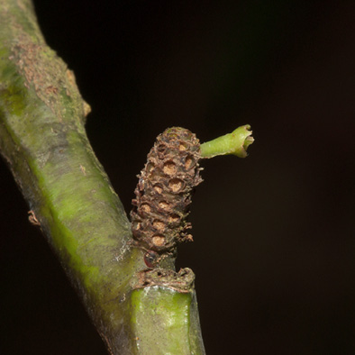 Strombosiopsis tetrandra Inflorescence with immature fruit.