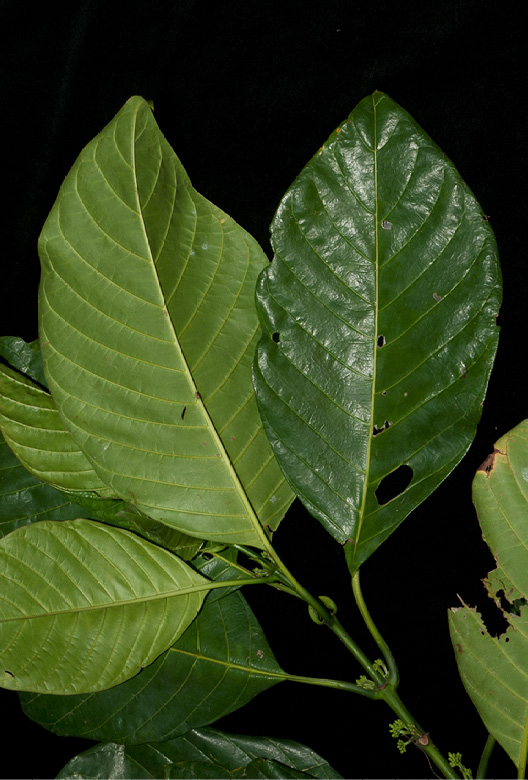 Pauridiantha rubens Leafy branch.