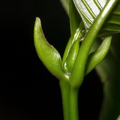 Pauridiantha rubens Petioles and stipules on young leaves.