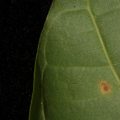 Pauridiantha rubens Leaf margin, lower surface.