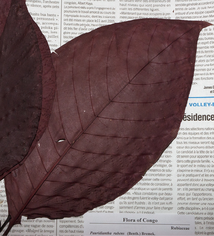 Pauridiantha rubens Dried leaf in herbarium.