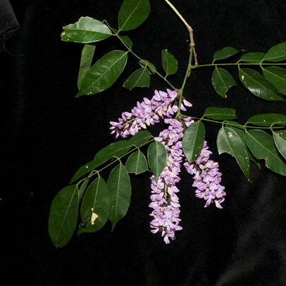 Millettia griffoniana Inflorescences and leaves.