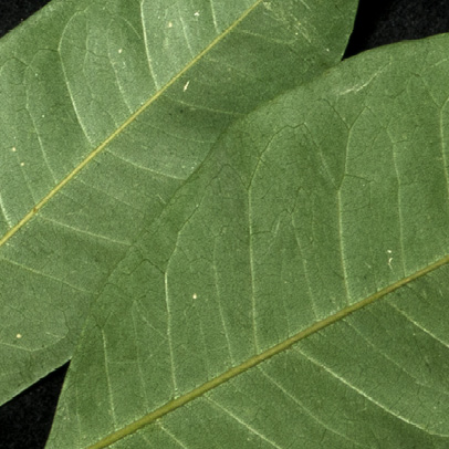 Millettia griffoniana Leaflets, lower surface.