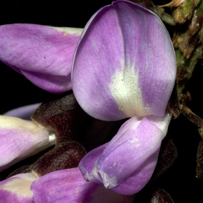 Millettia griffoniana Flower.