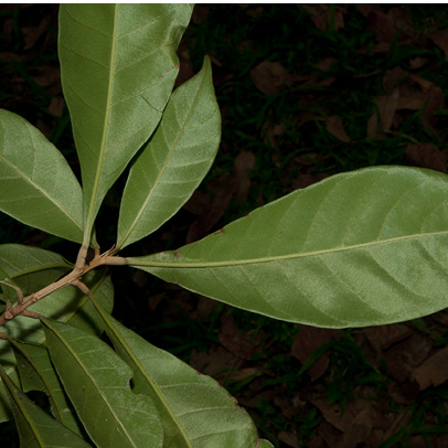 Synsepalum brevipes Leafy branch. Synsepalum brevipes Leafy branch.