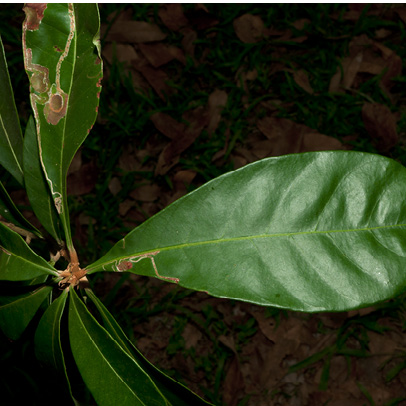 Synsepalum brevipes Leaf, upper surface.