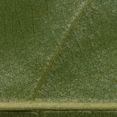 Synsepalum brevipes Midrib and venation, leaf lower surface.