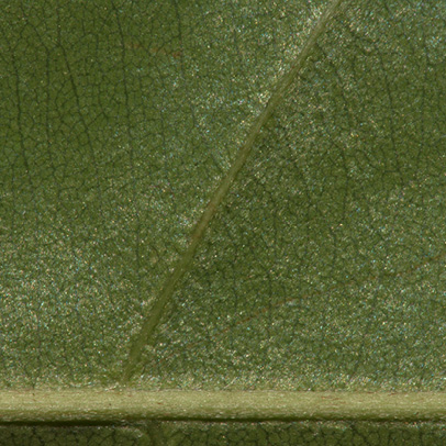Synsepalum brevipes Midrib and venation, leaf lower surface. Synsepalum brevipes Midrib and venation, leaf lower surface.