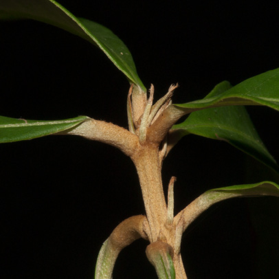 Synsepalum brevipes Petiole bases and stipules. Synsepalum brevipes Petiole bases and stipules.